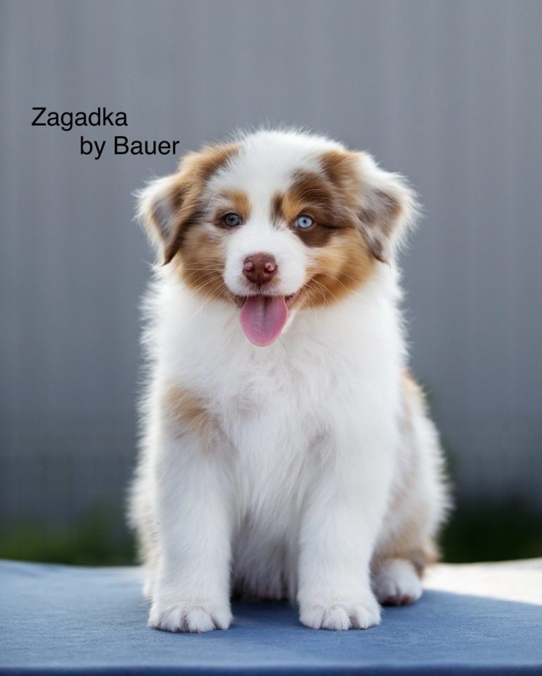 Zagadka by Bauer ~ МИКА (НБТ)