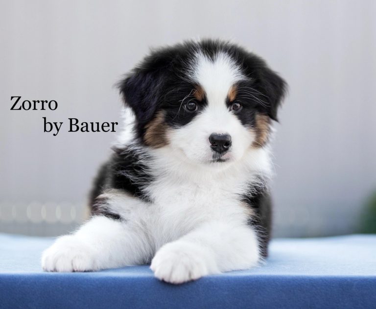 Zorro by Bauer ~ ЗОРРО
