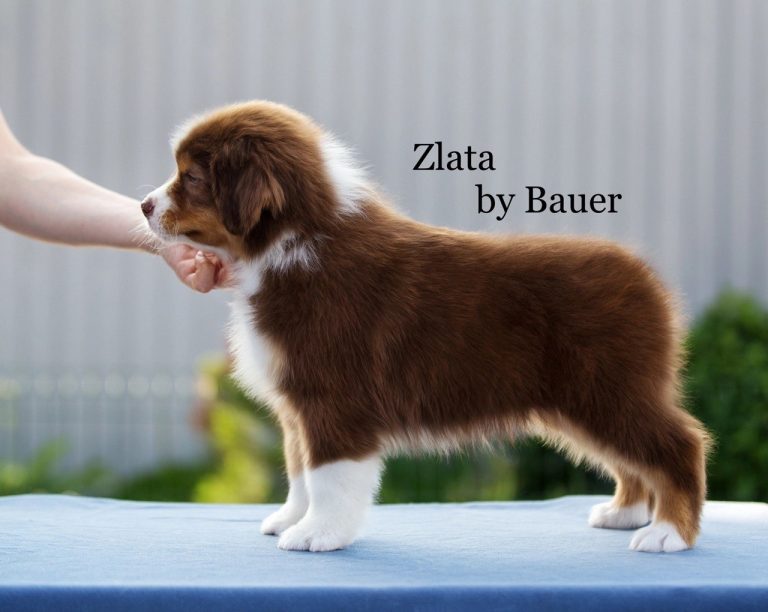 Zlata by Bauer ~