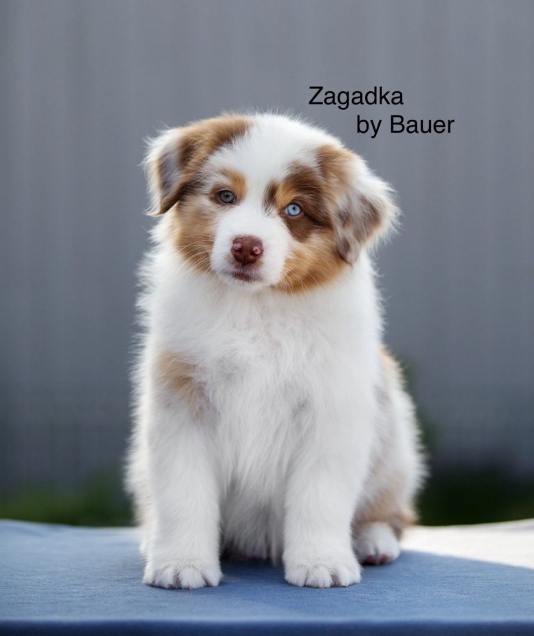 Zagadka by Bauer ~ МИКА (НБТ)