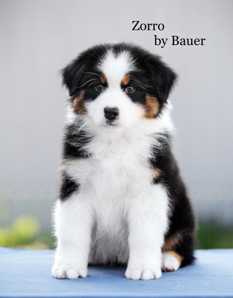 Zorro by Bauer ~ ЗОРРО