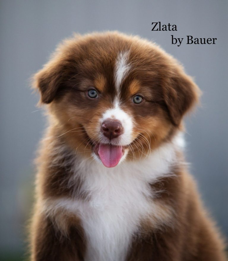 Zlata by Bauer ~