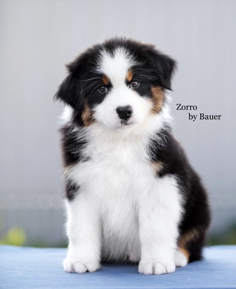 Zorro by Bauer ~ ЗОРРО