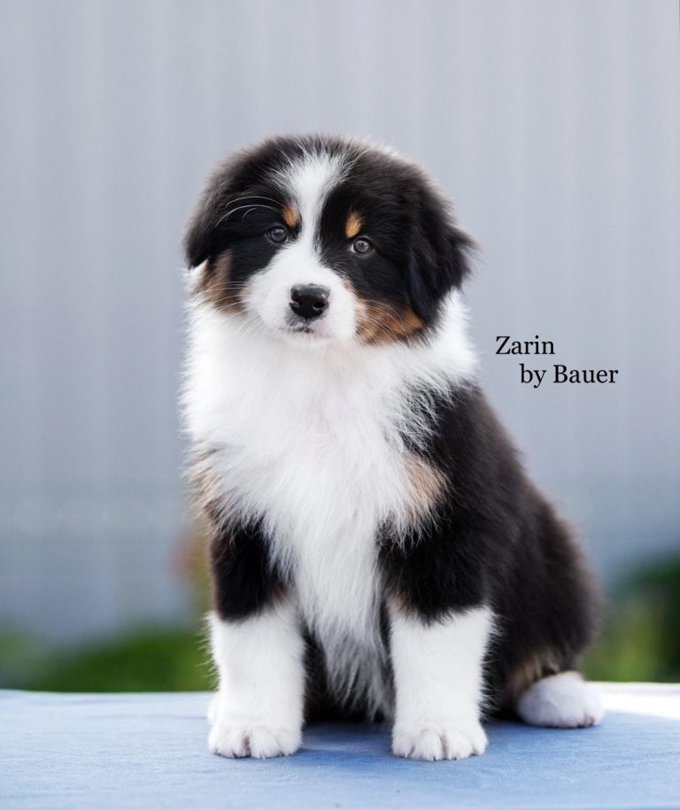Zarin by Bauer ~