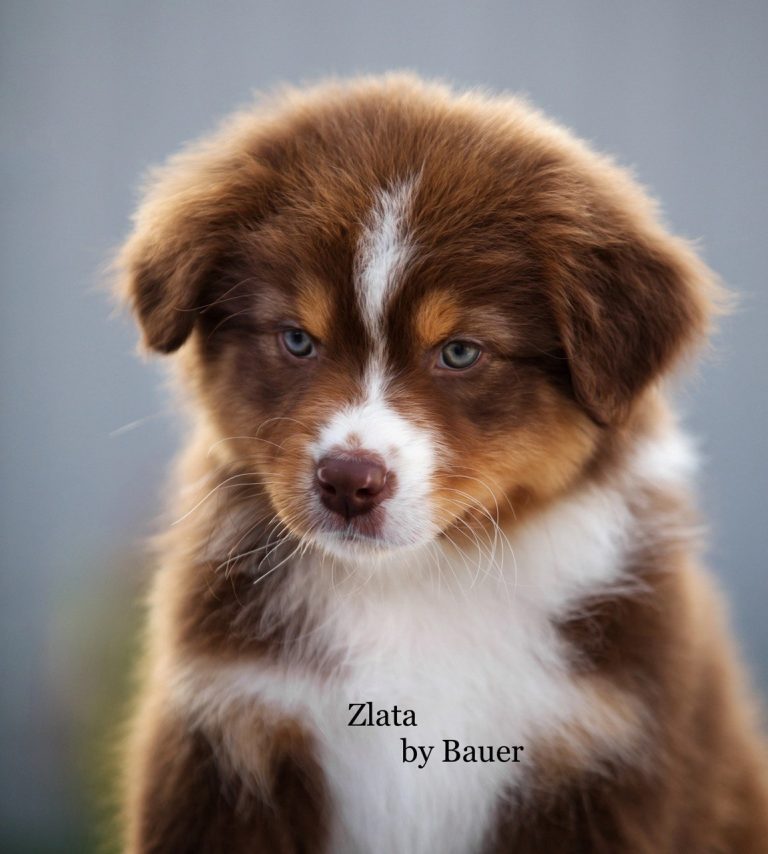 Zlata by Bauer ~