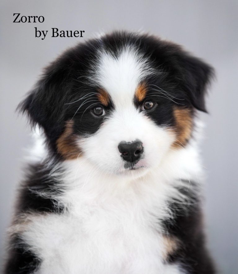 Zorro by Bauer ~ ЗОРРО