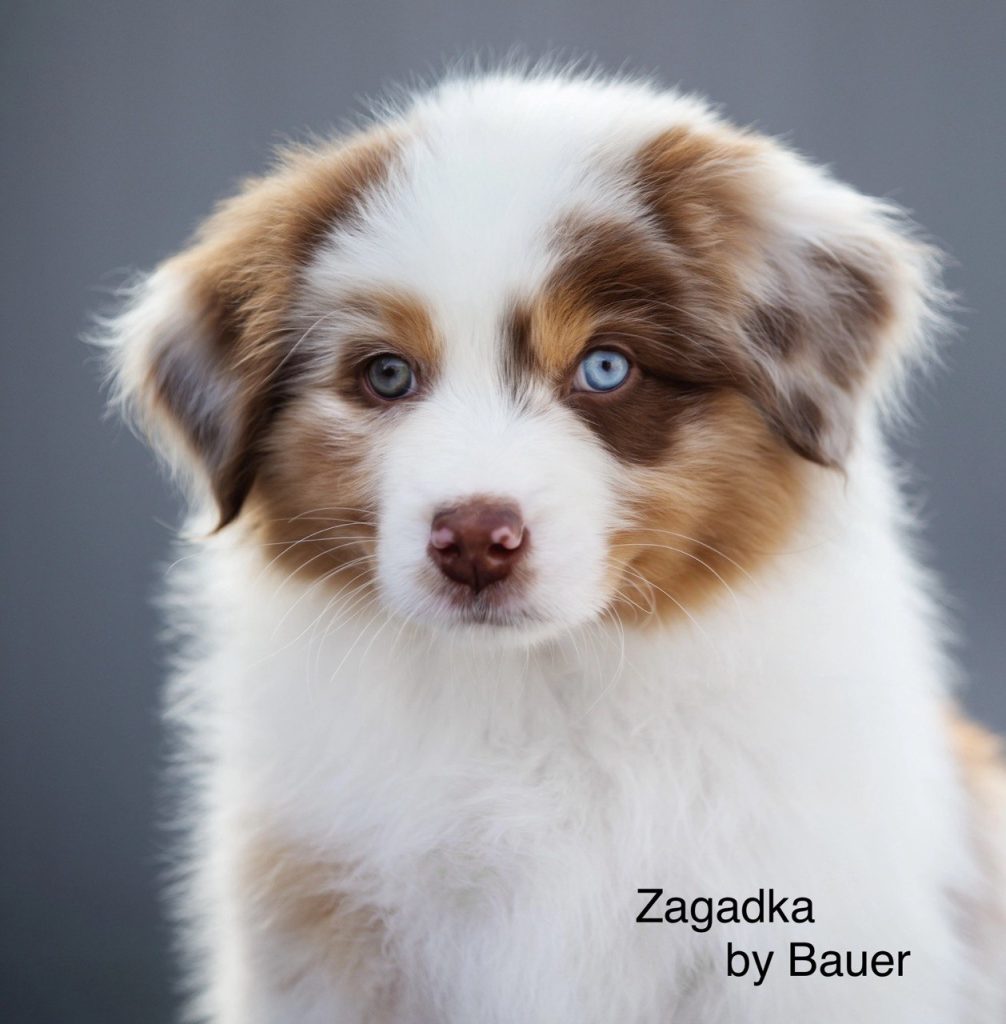 Щенок Zagadka by Bauer ~ МИКА (НБТ), Австралийская овчарка, окрас красный мрамор