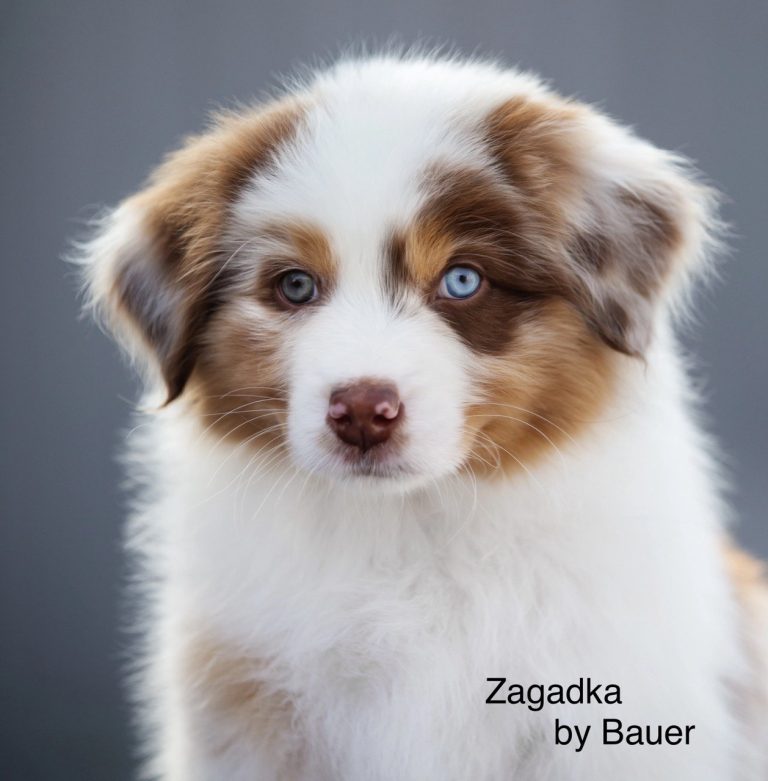 Zagadka by Bauer ~ МИКА (НБТ)