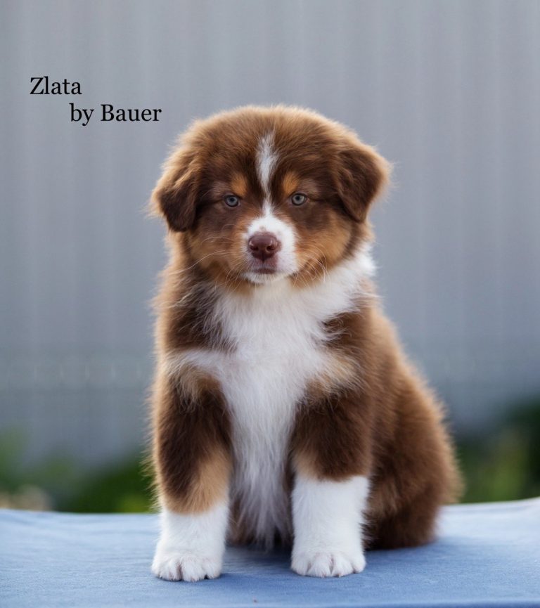 Zlata by Bauer ~
