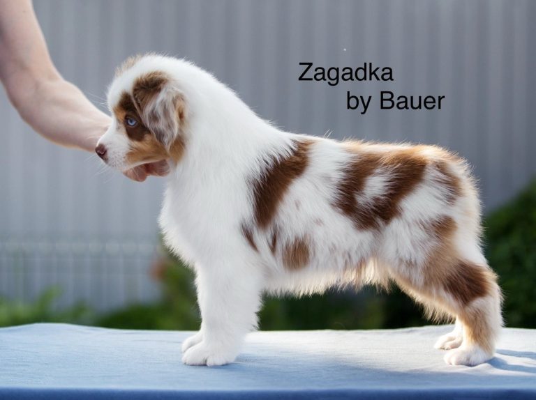 Zagadka by Bauer ~ МИКА (НБТ)