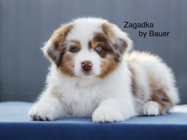Zagadka by Bauer ~ МИКА (НБТ)