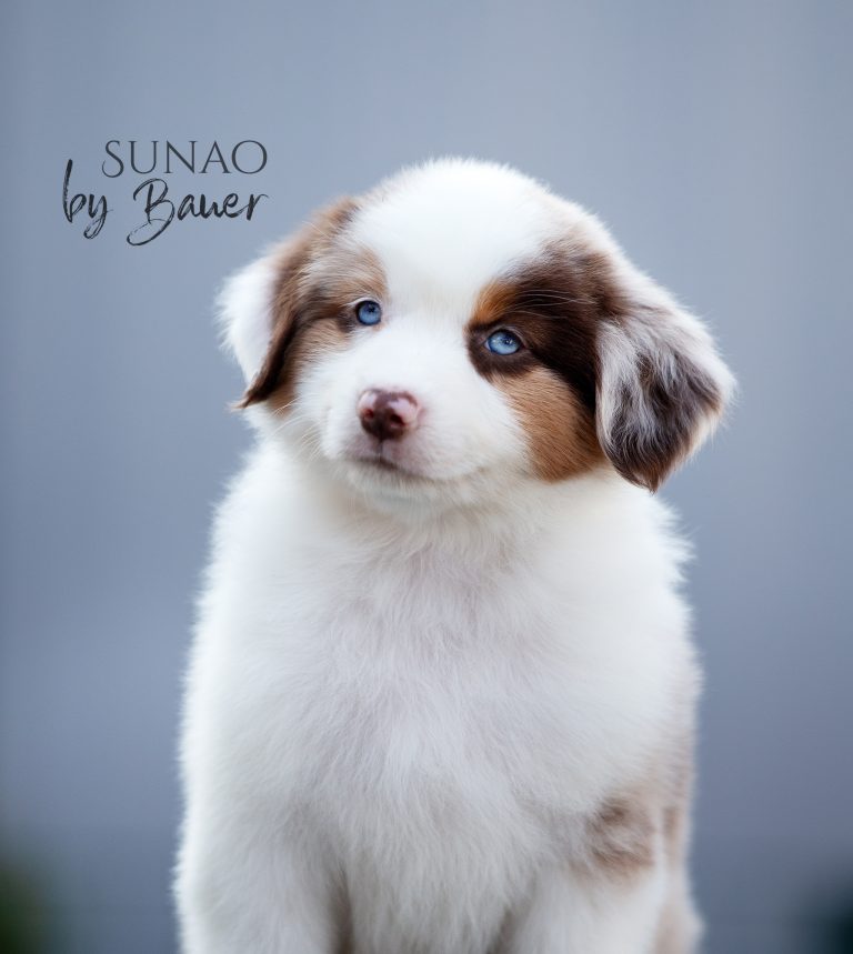 Sunao by Bauer ~ КИТАЙ