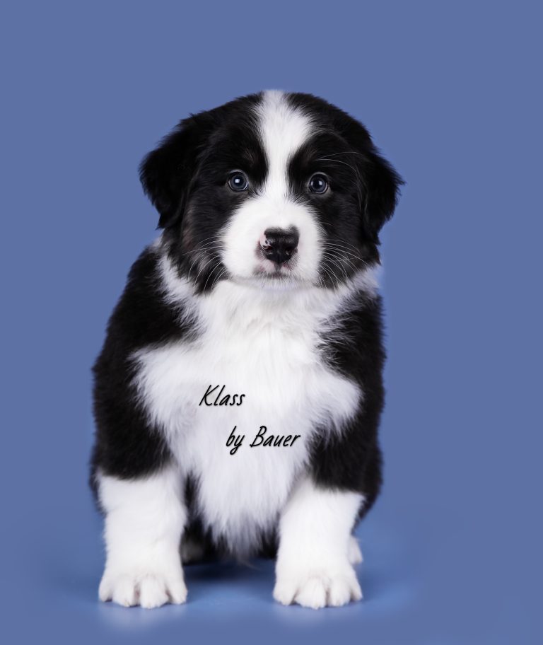 Klass by Bauer ~