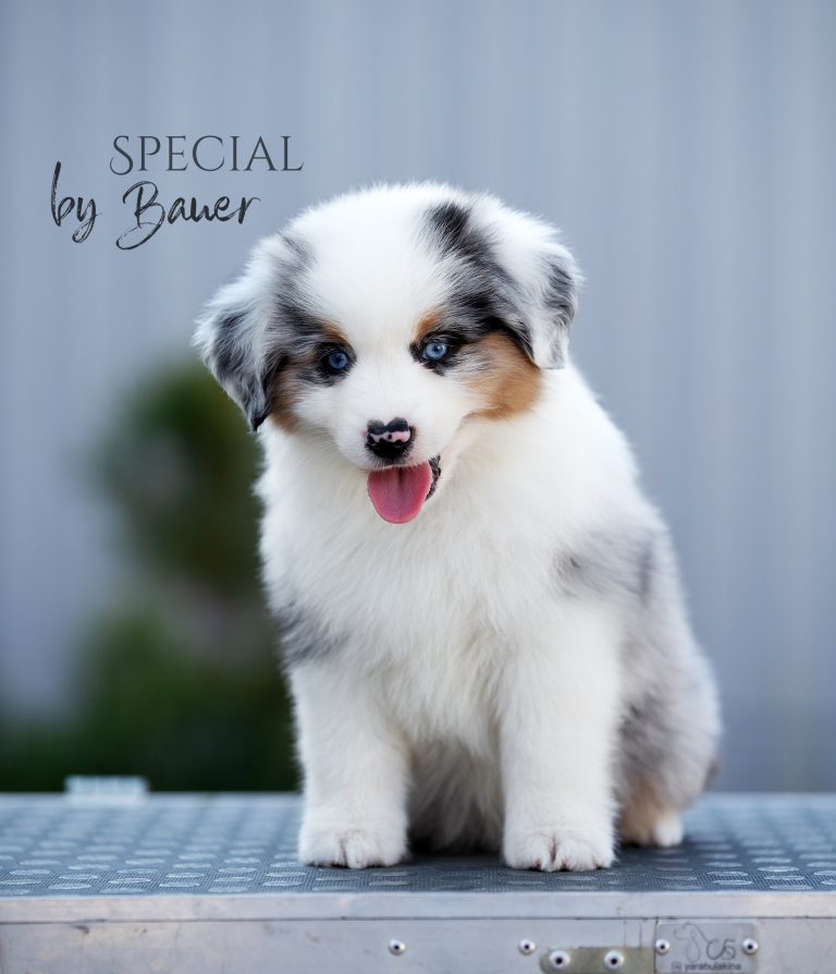 Special by Bauer ~