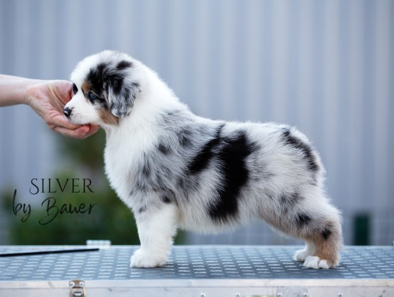 Silver by Bauer ~