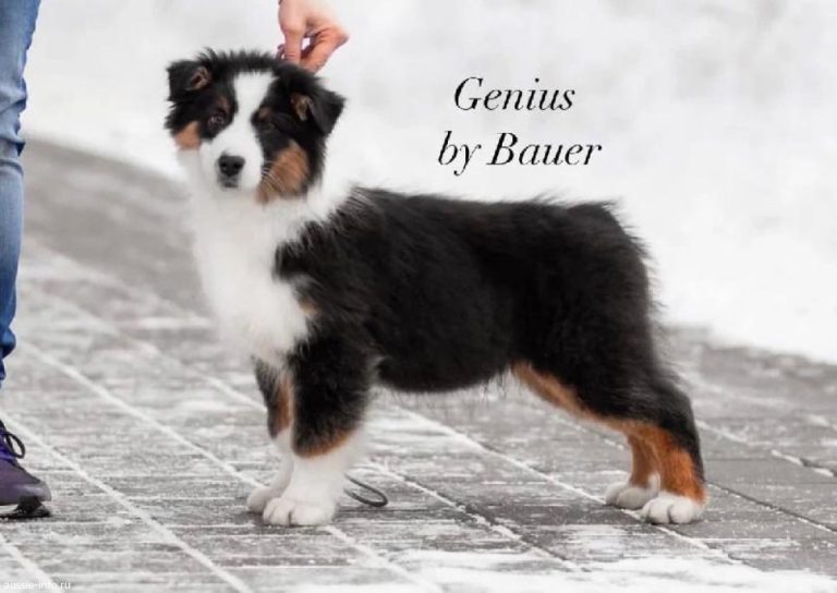 Genius by Bauer ~