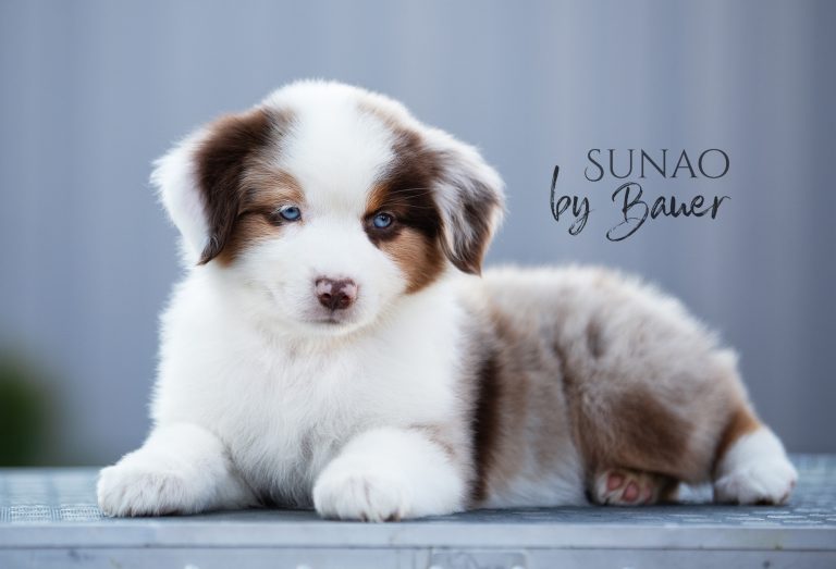 Sunao by Bauer ~ КИТАЙ