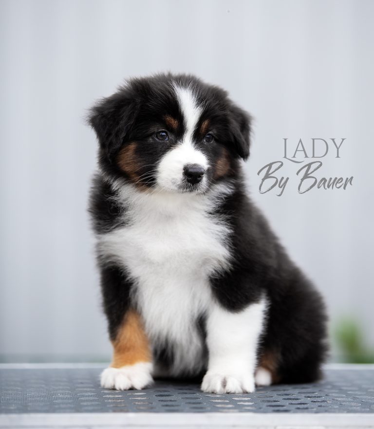 Lady by Bauer ~ nbt