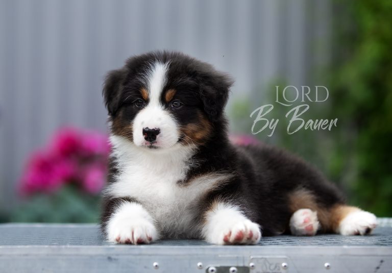 Lord by Bauer ~