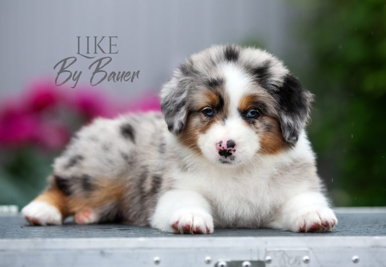 Like by Bauer ~ ВУДИ