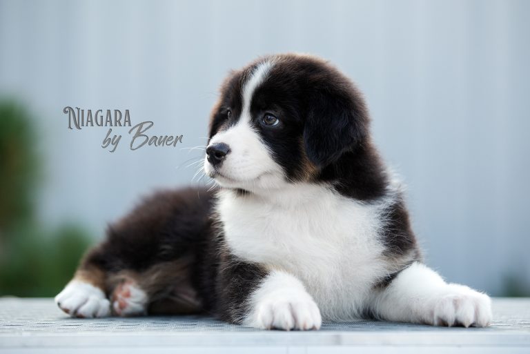 Niagara by Bauer ~