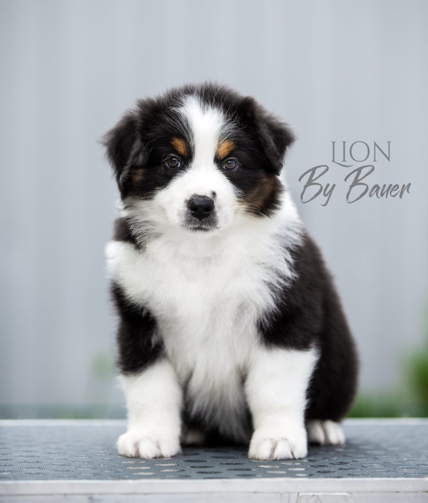 Щенок Lion by Bauer ~ БЭТМЕН, Австралийская овчарка, окрас черный триколор