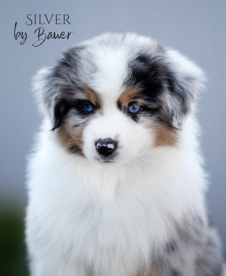 Silver by Bauer ~