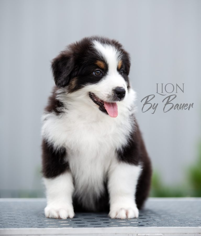 Lion by Bauer ~ БЭТМЕН