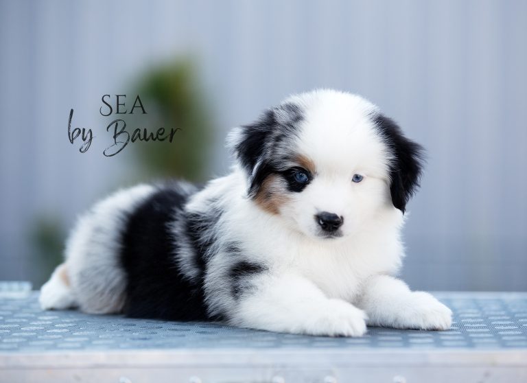 Sea by Bauer ~