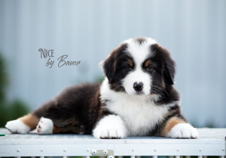 Nice by Bauer ~ АРЧИ