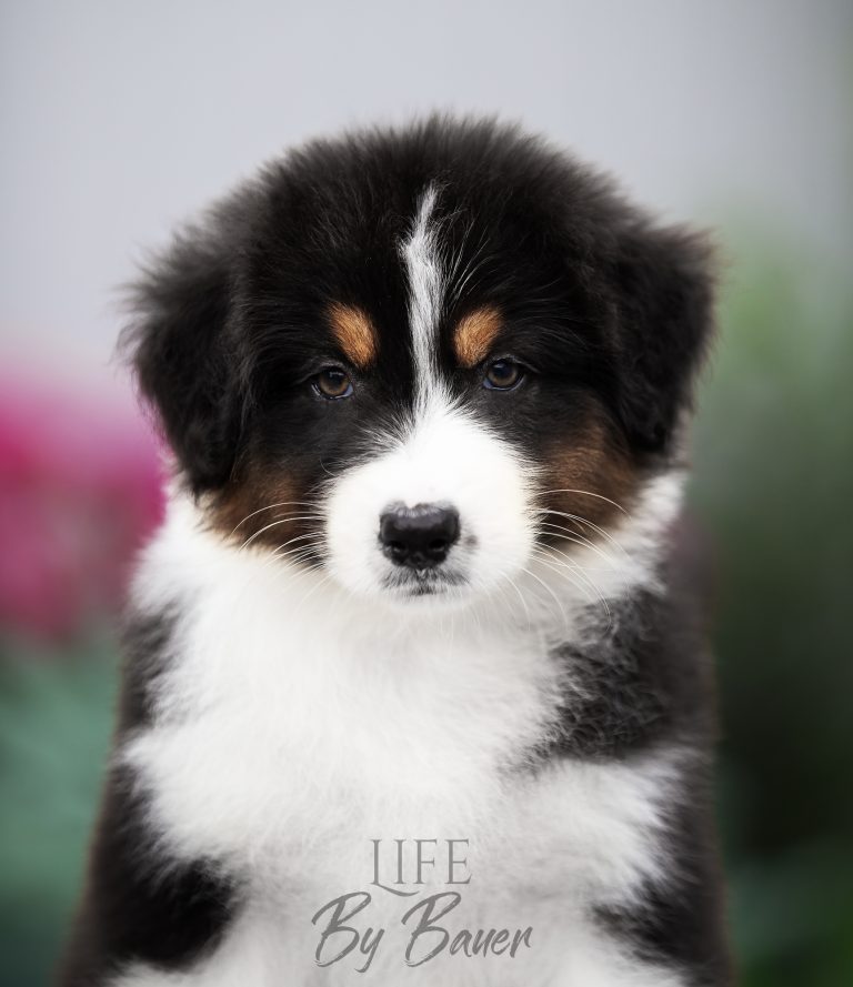 Life by Bauer ~