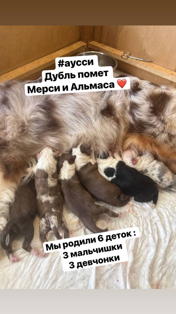 У нас родились щенки аусси 18.07.26