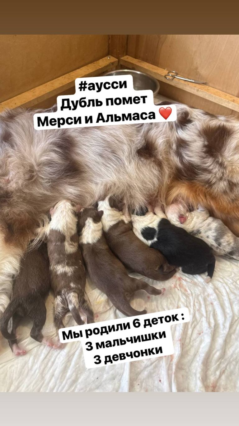 У нас родились щенки аусси 18.07.26