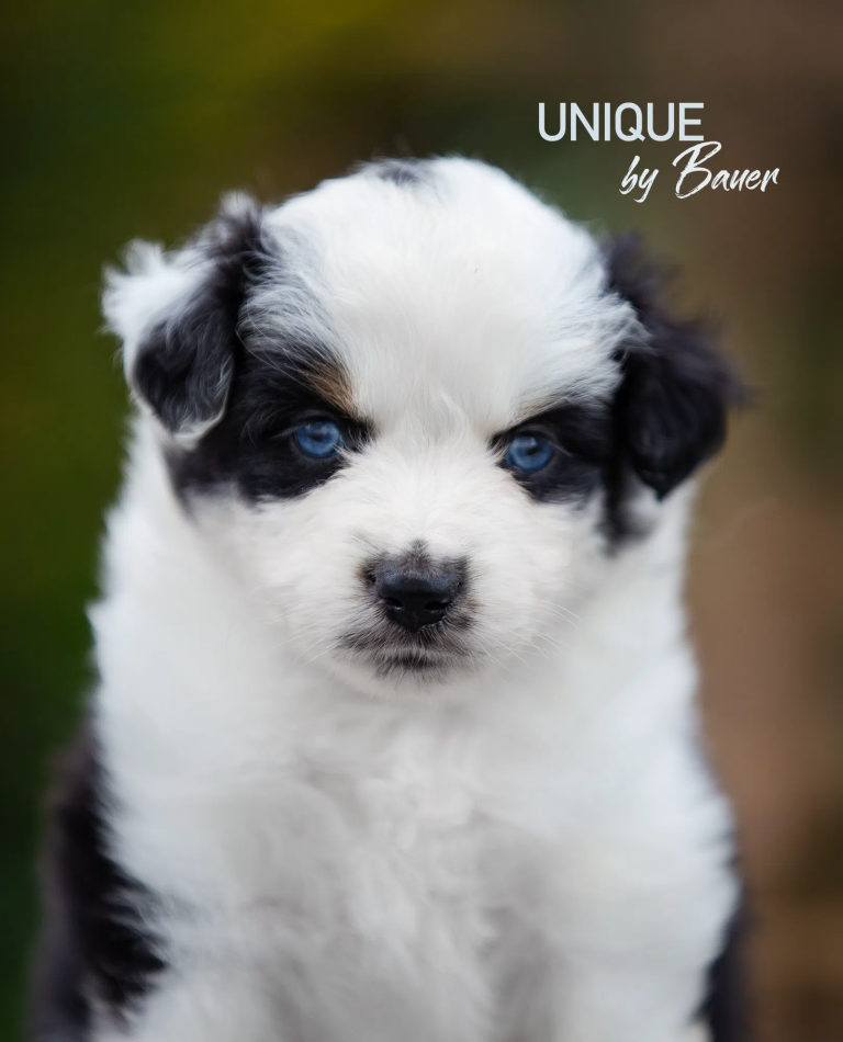 UNIQUE by Bauer