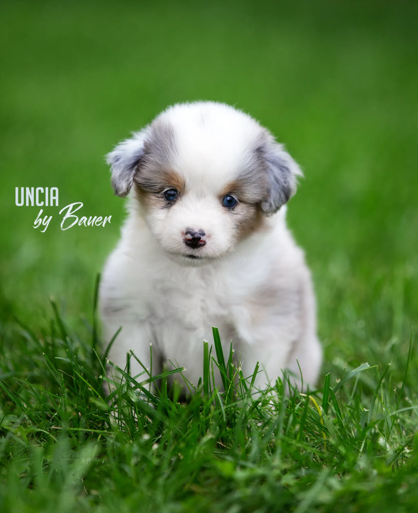 Щенок UNCIA by Bauer, Мини-американская овчарка, окрас голубой мрамор