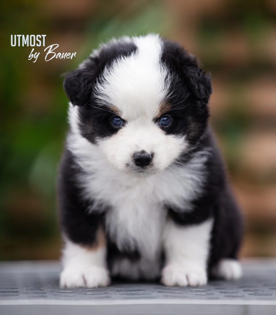 Щенок UTMOST by Bauer, Мини-американская овчарка, окрас черный триколор