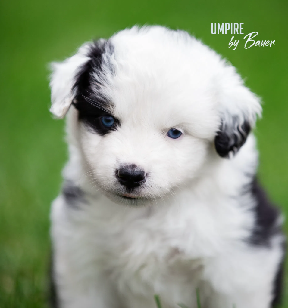 Щенок UMPIRE by Bauer, Мини-американская овчарка, окрас Черный триколор