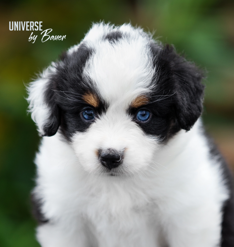 UNIVERSE by Bauer