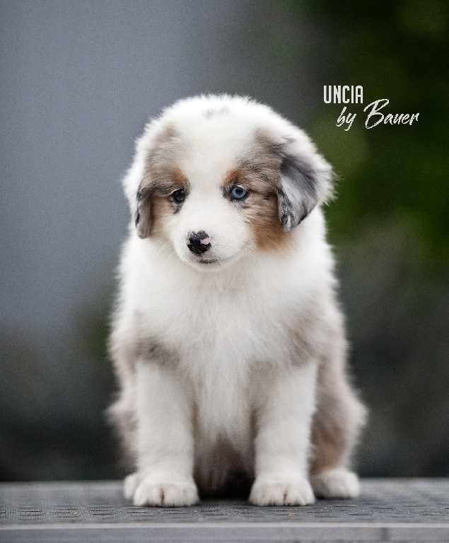UNCIA by Bauer