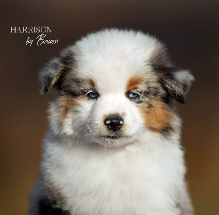 HARRISON by Bauer ~