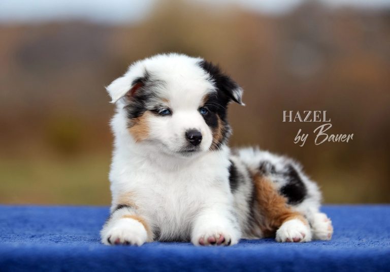 HAZEL by Bauer ~