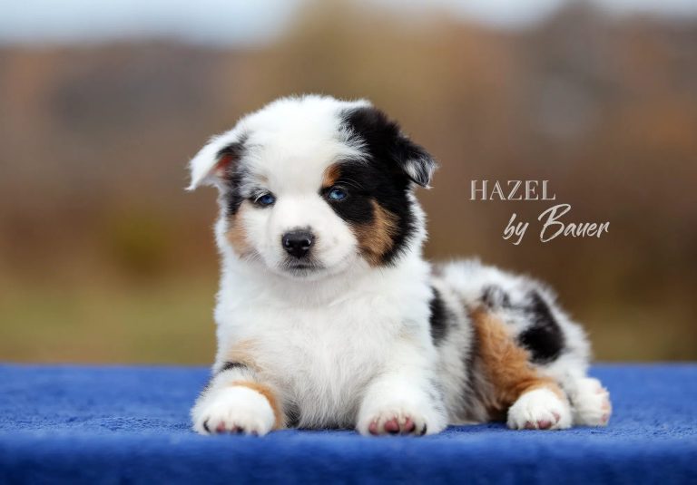 HAZEL by Bauer ~