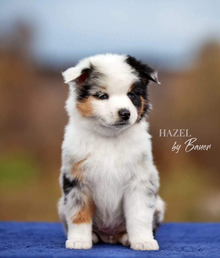 HAZEL by Bauer ~