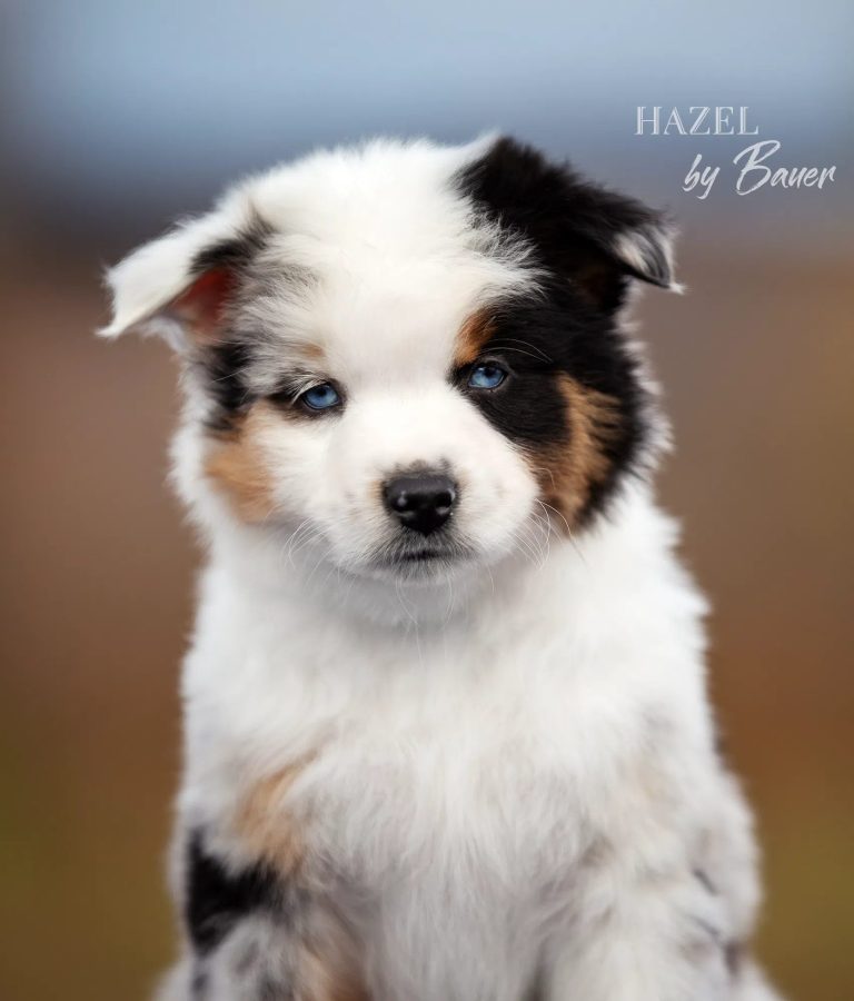 HAZEL by Bauer ~