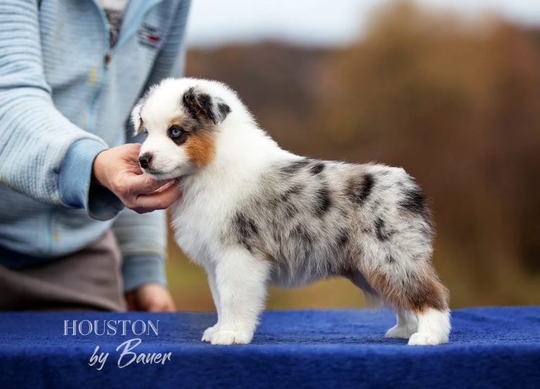 HOUSTON by Bauer ~