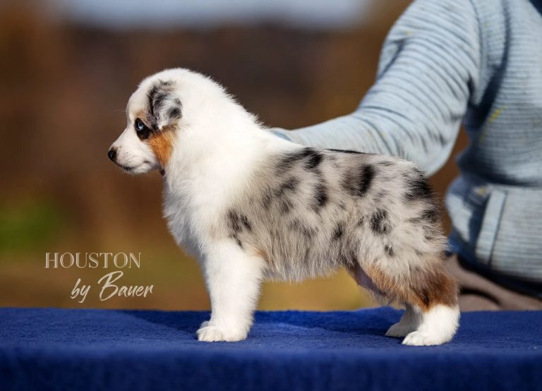 HOUSTON by Bauer ~