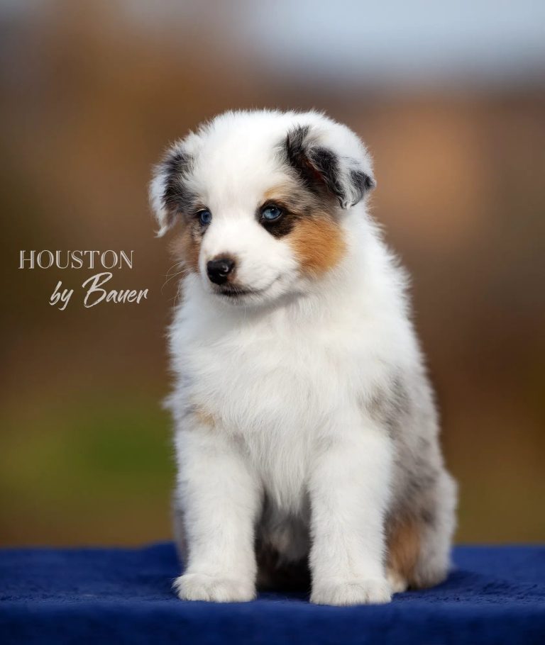HOUSTON by Bauer ~