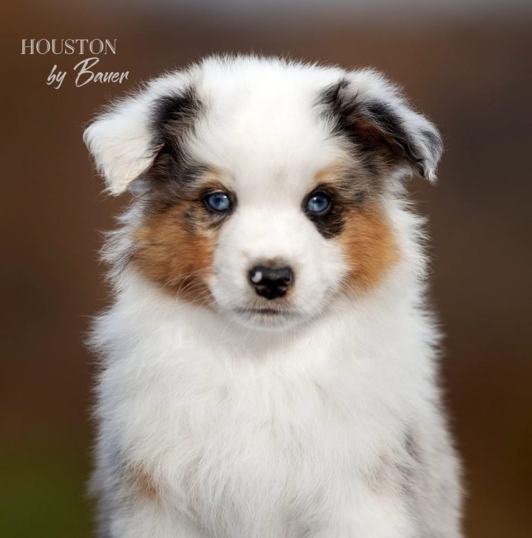 HOUSTON by Bauer ~
