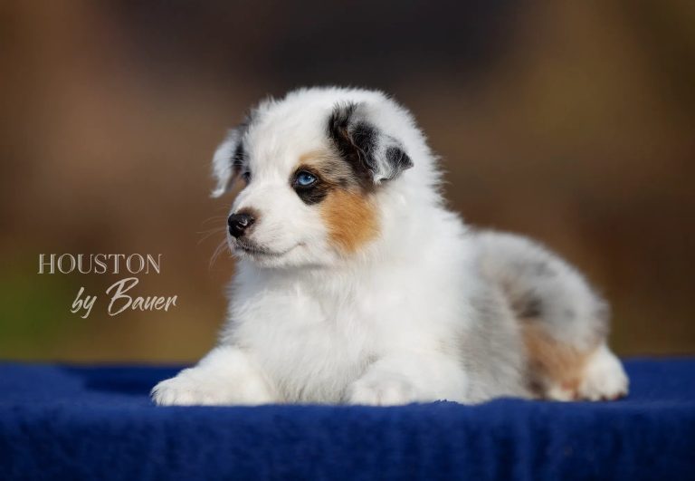 HOUSTON by Bauer ~