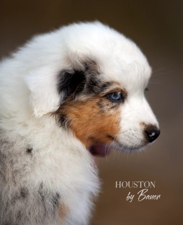 HOUSTON by Bauer ~